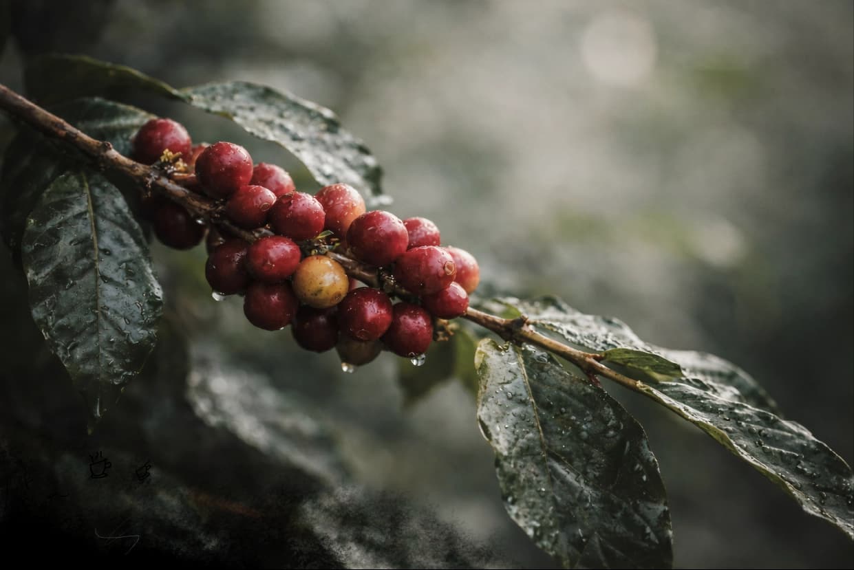 Ripe red Arabica coffee cherries on the branch, beaded with rain detailed